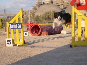 A mi perro le encantaría el agility 3