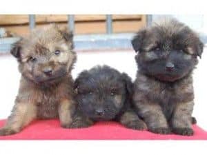 Cachorros Gos D'Atura Catalán