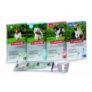 pipetas advantix parásitos, leshmania, flebotomos, mosquito