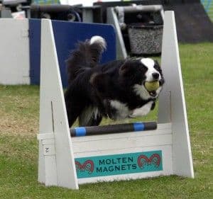 flyball By sue bell