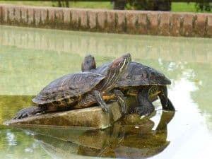 tortuga de florida