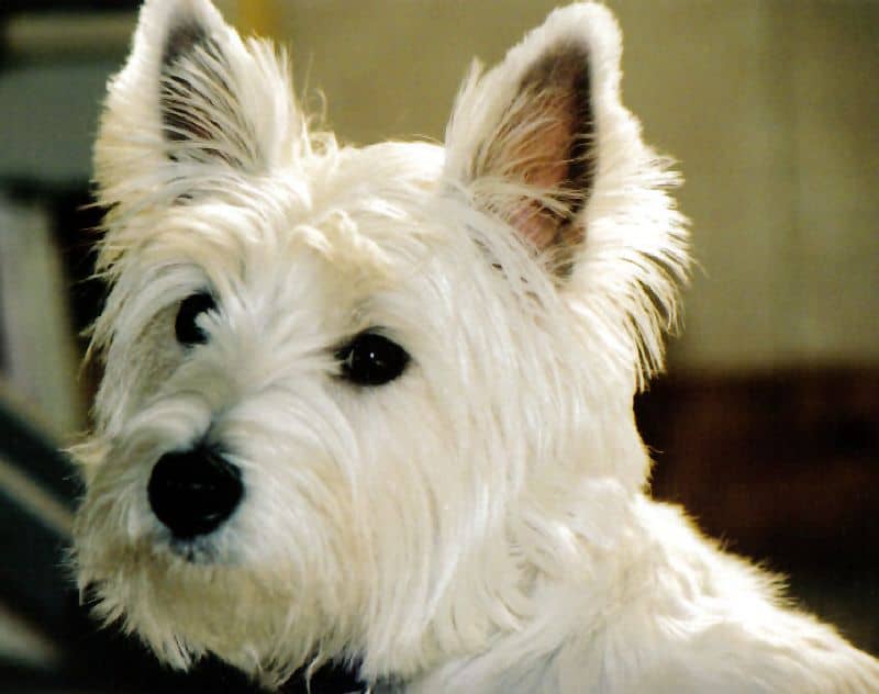 Razas de perro, hoy: el Welsh Highland White Terrier 1