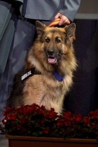 perro ajax(GTRES)