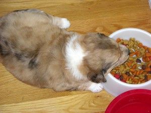 cachorro comiendo gránulos