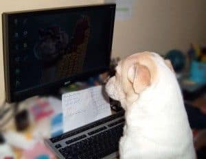 Dogtv, un canal muy canino 3 Dogtv, un canal muy canino 3