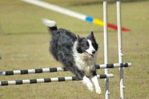 Agility