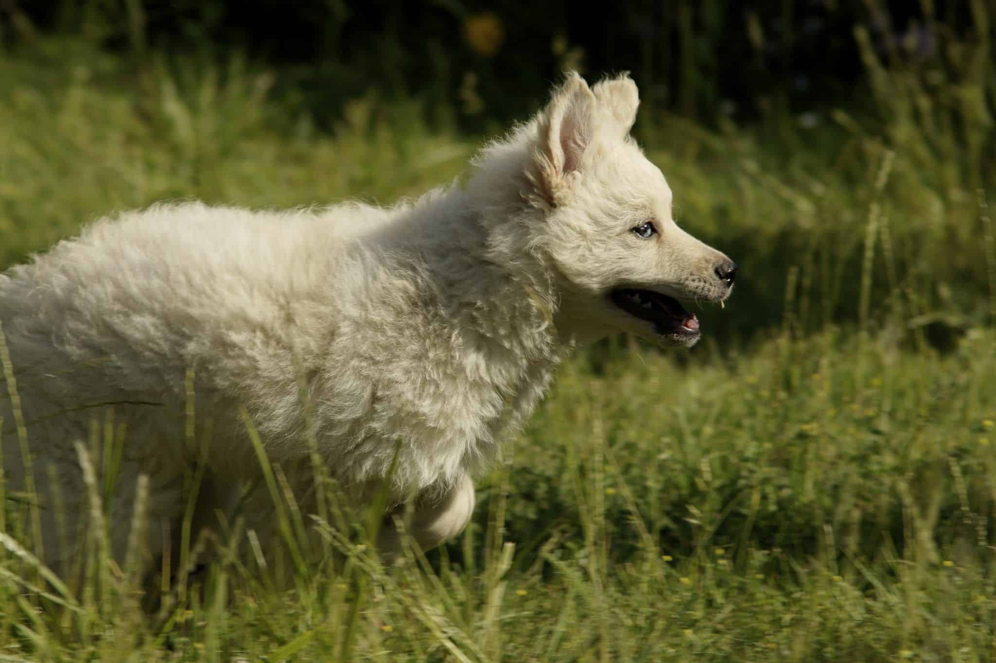 Cachorro corriendo en la hierba