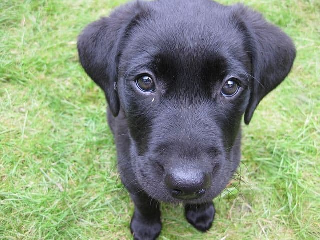 Cachorro labrador negro