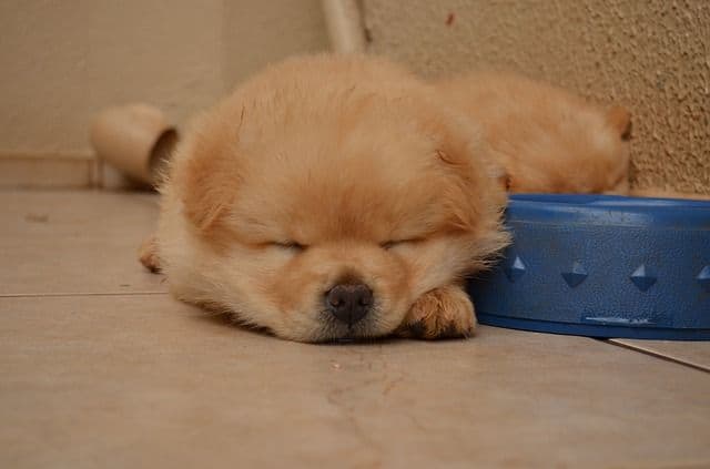 Cachorro de Chowchow durmiendo
