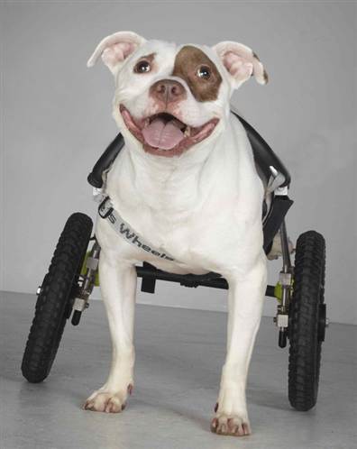 carritos para perros invalidos