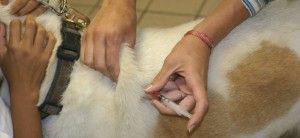 vacuna quíntuple para perros