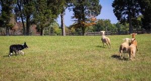 border collie trabajando