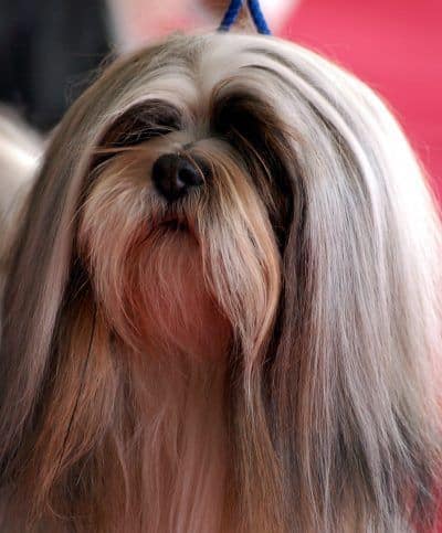 Lhasa Apso By Lilly M