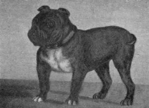 Caninos historicos listados como extintos 1