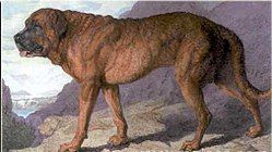 Caninos historicos listados como extintos 2