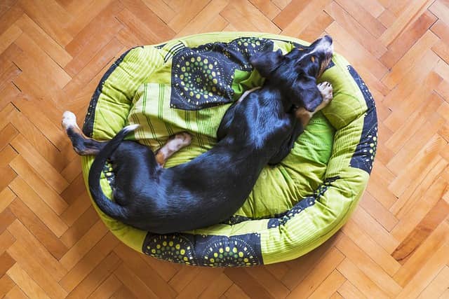 cama redonda perro