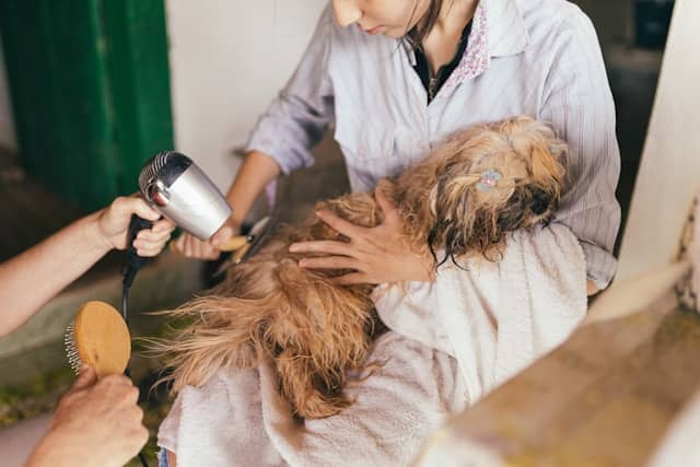 peluquero secando a perro
